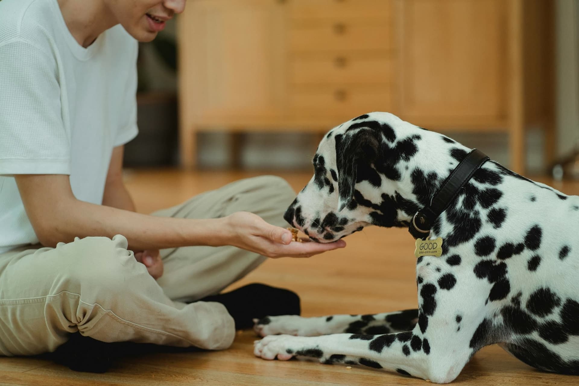 Perro feliz en interiores